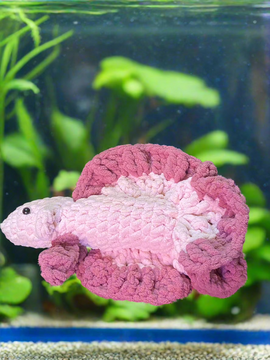 Betta Fish