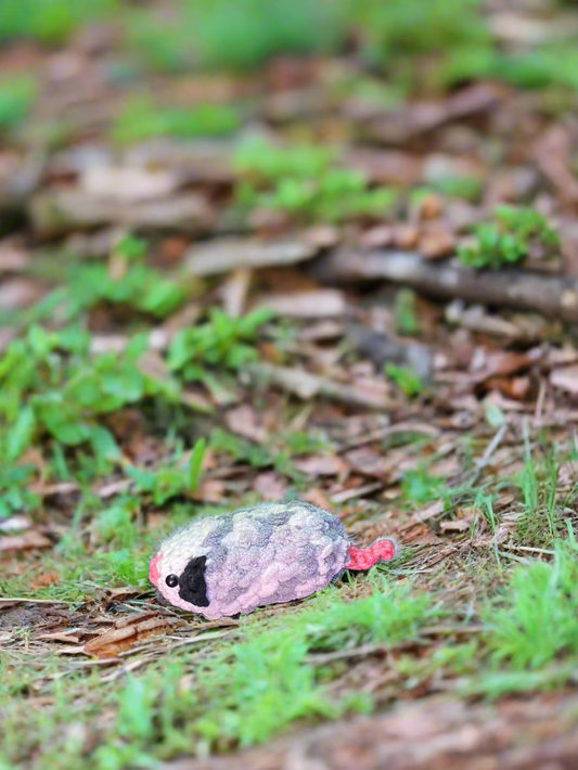 Baby Possum